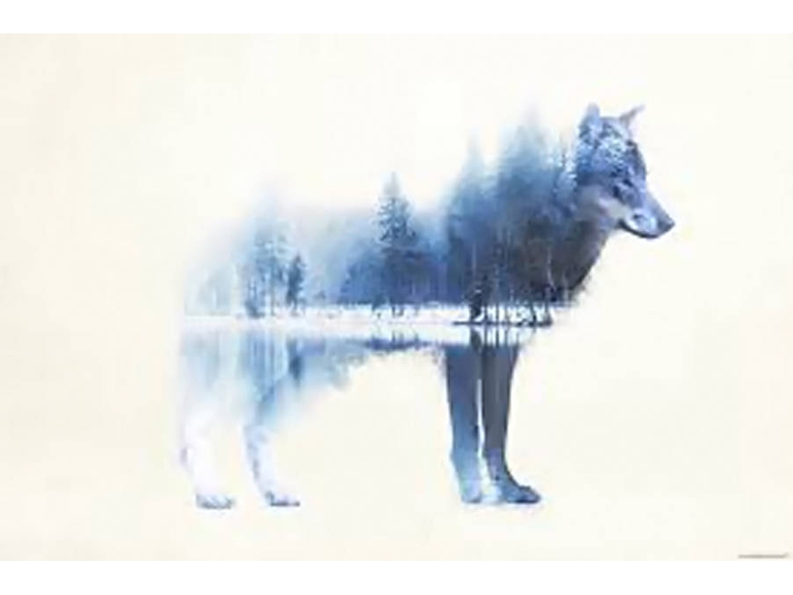 Póster GALERIA Lobo Bosque Lobo (91.5x61 cm)