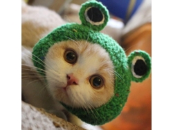 Adorable Gorro De Rana Hecho A Mano Para Mascotas, Acogedora Decoración Navideña/de Halloween.