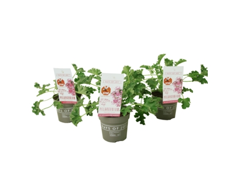Plantas con flores - PLANT IN A BOX - Pelargonium Pink Capitatum - Set de 3 - Maceta 10cm - Altura 15-25cm