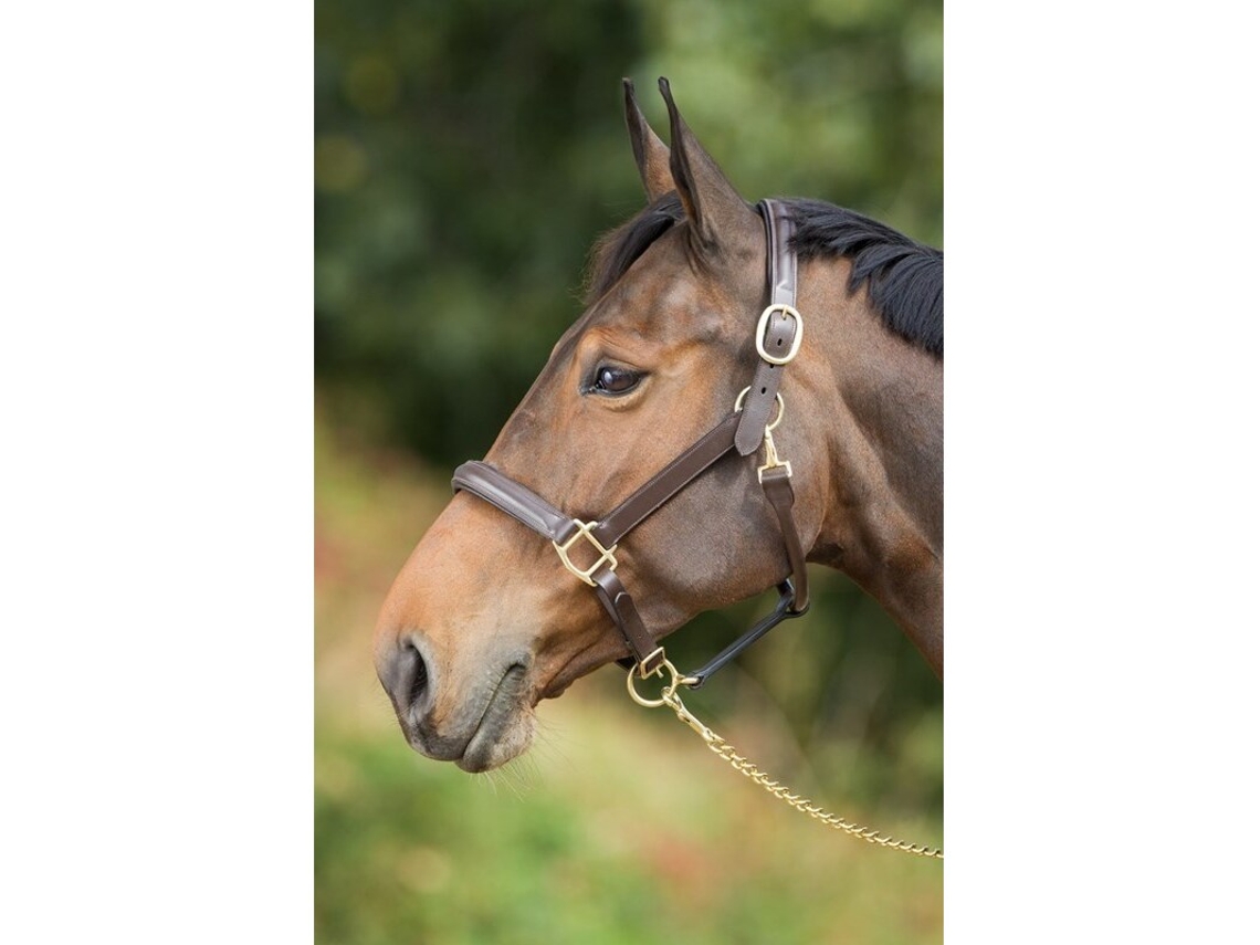 Cabestro de cuero forrado para caballos HFI Raised