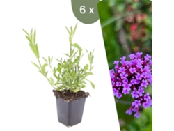 | 6 Plantas De Verbena | Verbena Bonariensis | Cobertura Del Suelo Resistente | Perenes Resistentes | Plantas De Jardín Resistentes Plants By Frank