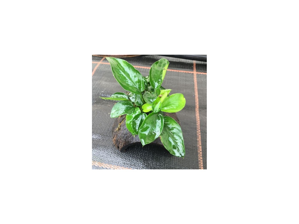 Anubias Mix Coco Half
