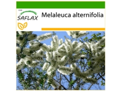 SAFLAX Árbol del té 400 semillas Con sustrato de cultivo libre de gérmenes Melaleuca alternifolia