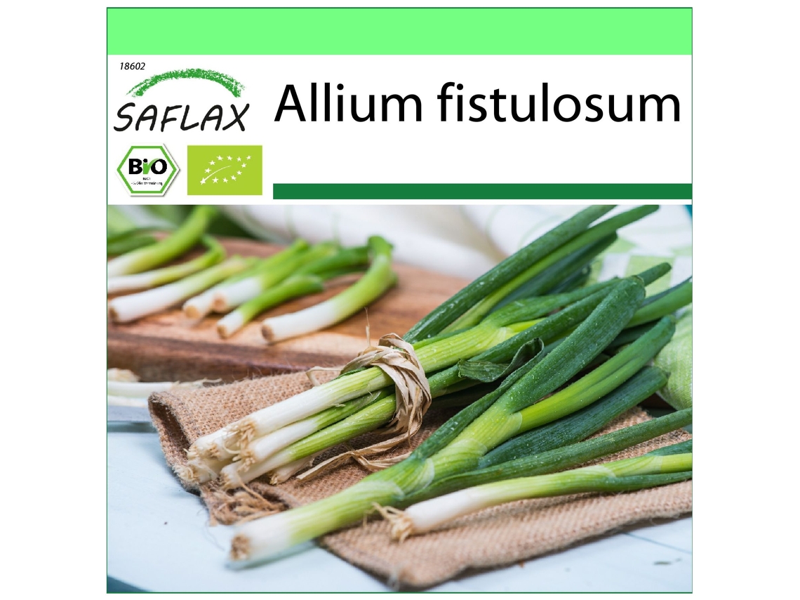 SAFLAX Garden to go Ecológico Cebolla tierna Ishikura japonés 150 semillas Con maceta, tapa climática y sustrato de cultivo Allium fistulosum