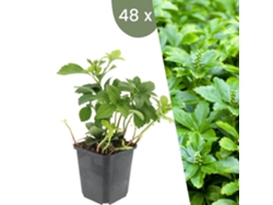 | 48 Plantas Ysander | Pachysandra Terminalis Green Carpet | Cobertura Del Suelo Hardy | Perennes Hardy | Plantas De Jardín Plants By Frank
