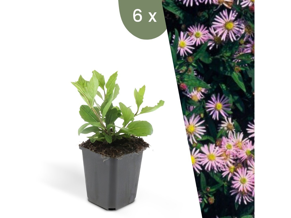 | 6 Plantas De Aster | Aster Ageratoides Asran | Cobertura Del Suelo Hardy | Perenes Hardy | Plantas De Jardín Hardy Plants By Frank