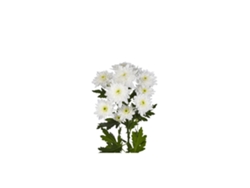 Margarita Crisantemo | Flor Natural | Crisantemo Euro | Ramo De 5 Tallos | 70cm De Alto Blanco
