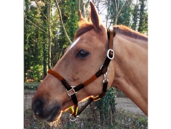Cabezada y cuerda de cuero para caballos Cavaletti Tara