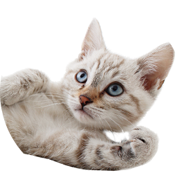 Gatos