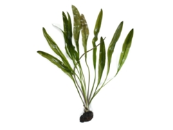 Aponogeton Henkelianus - Tuber With Small Leaves