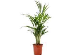 Planta Natural BIOMAPLANTS Areca (50-60 cm)
