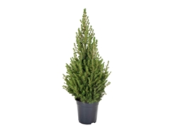 Pino Natural de Navidad BIOMAPLANTS Picea Glauca (90-100 cm - Maceta 21 cm)