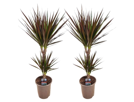 Plantas verdes - PLANT IN A BOX - Dracaena Marginata Magenta - Set de 2 - Maceta 17cm - Altura 70-80cm