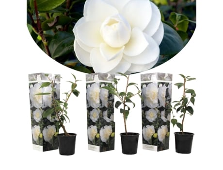 Plantas con flores - PLANT IN A BOX - Camellia japonica Brush Field - Set de 3 - Maceta 9cm - Altura 25-40cm
