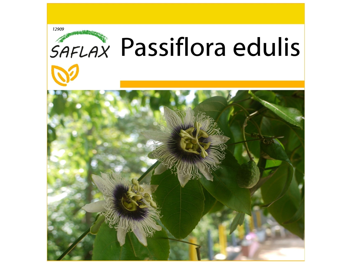 SAFLAX Conjunto de cultivo Fruta de la pasión 40 semillas Con mini invernadero, sustrato de cultivo y 2 macetas Passiflora edulis