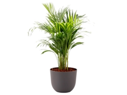 Planta Natural BIOMA PLANTS Areca c/Florero (Biodegradable, Vulcano - Gris - 100-110 cm)
