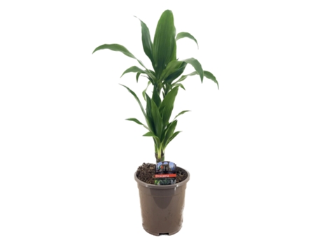 Plantas verdes - PLANT IN A BOX - Dracaena deremsis 'Janet Craig' - Set de 1 - Maceta 17cm - Altura 60-70cm