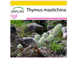 SAFLAX Conjunto de cultivo Tomillo blanco 250 semillas Con mini invernadero, sustrato de cultivo y 2 macetas Thymus mastichina