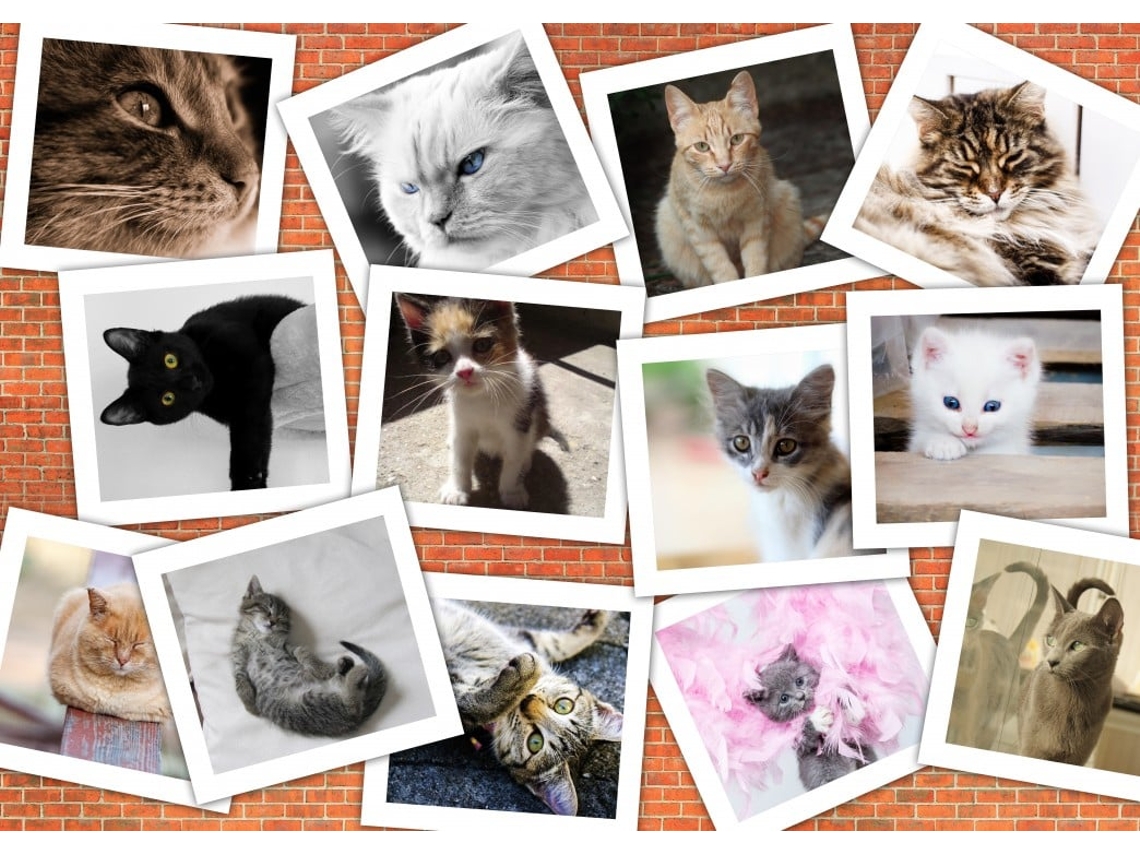 Rompecabezas Grafika Cats, rompecabezas de 2000 piezas con collage de animales.