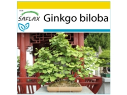 SAFLAX Conjunto de cultivo Ginkgo 4 semillas Con mini invernadero, sustrato de cultivo y 2 macetas Ginkgo biloba