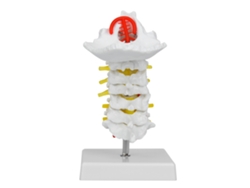 Modelo Anatómico De La Columna Cervical Humana A Escala 1:1 Con Arterias Y Nervios Para Laboratorio Científico Y Enseñanza Médica.