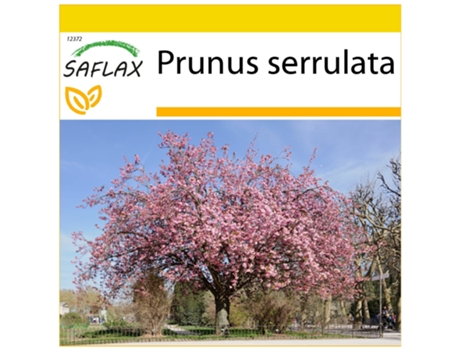 SAFLAX Conjunto de cultivo Cerezo japonés 30 semillas Con mini invernadero, sustrato de cultivo y 2 macetas Prunus serrulata