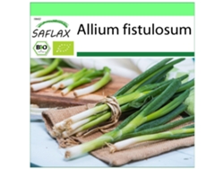 SAFLAX Garden to go Ecológico Cebolla tierna Ishikura japonés 150 semillas Con maceta, tapa climática y sustrato de cultivo Allium fistulosum