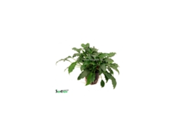 Schismatoglottis Prietoi