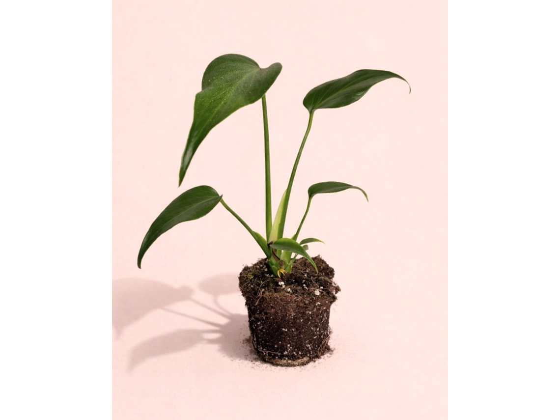 Monstera Burle Marx M - Planta de interior natural premium - PUR PLANT