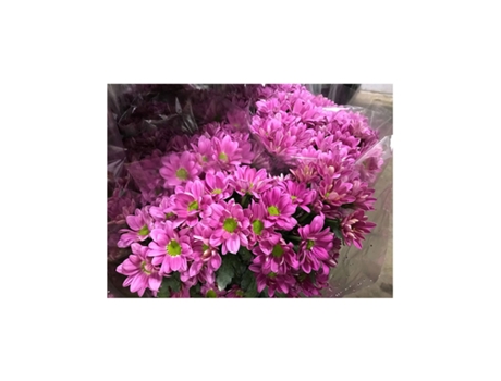 Margarita Crisantemo | Flor Natural | Crisantemo Bacardi | Ramo de 5 tallos | 70cm de alto Rosa