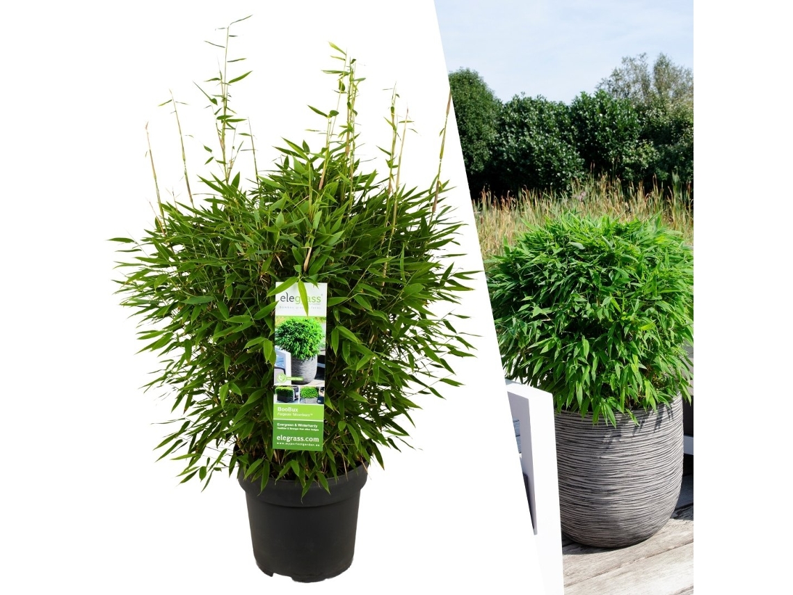 Planta de bambú XL resistente | Fargesia lágrimas de luna Boobux | Plantas de jardín | Pastos | Diámetro 29 cm | 25 centímetros | Sin corredores de raíces