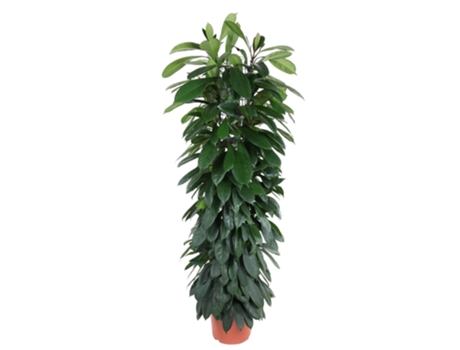 ABB africano Ficus Cyati Pulse 1 pieza 150 cm