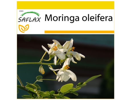 SAFLAX Conjunto de cultivo Moringa 10 semillas Con mini invernadero, sustrato de cultivo y 2 macetas Moringa oleifera