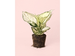 Aglaonema White Joy - Planta natural de interior - PUR PLANT