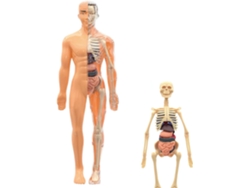 Modelo 3d De Esqueleto Humano Para Anatom A Figura Juguete Educativo Armar Mayores 6 Os Estudiantes Maestros Escuela