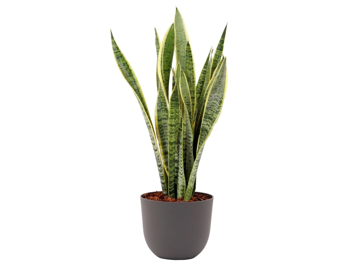 Planta Natural BIOMA PLANTS Sansevieria Laurentii c/Florero (Biodegradable, Vulcano - Gris)