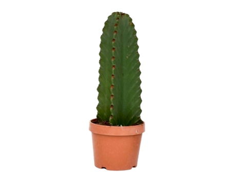 Cactus y suculentas - PLANT IN A BOX - Euphorbia ingens - Set de 1 - Maceta 18cm - Altura 40-50cm
