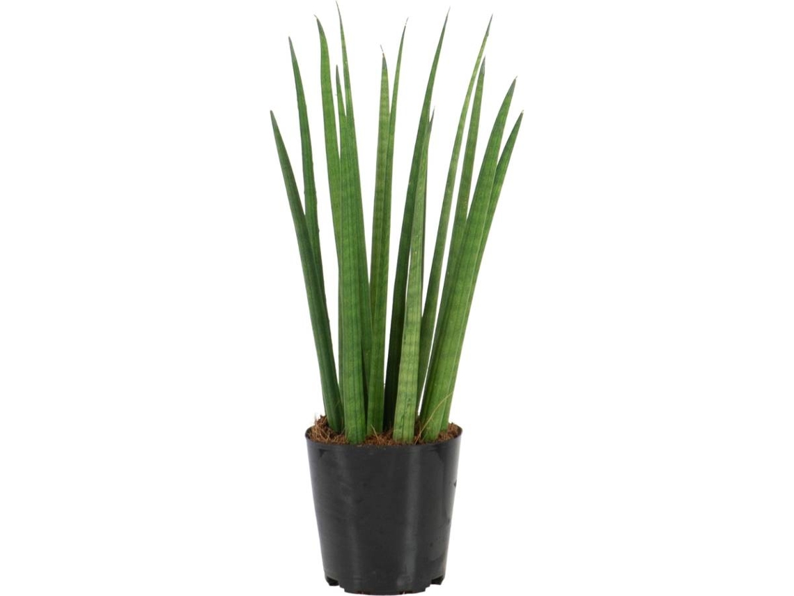 Planta Natural BIOMAPLANTS Sansevieria Cylindrica (20-30 cm)