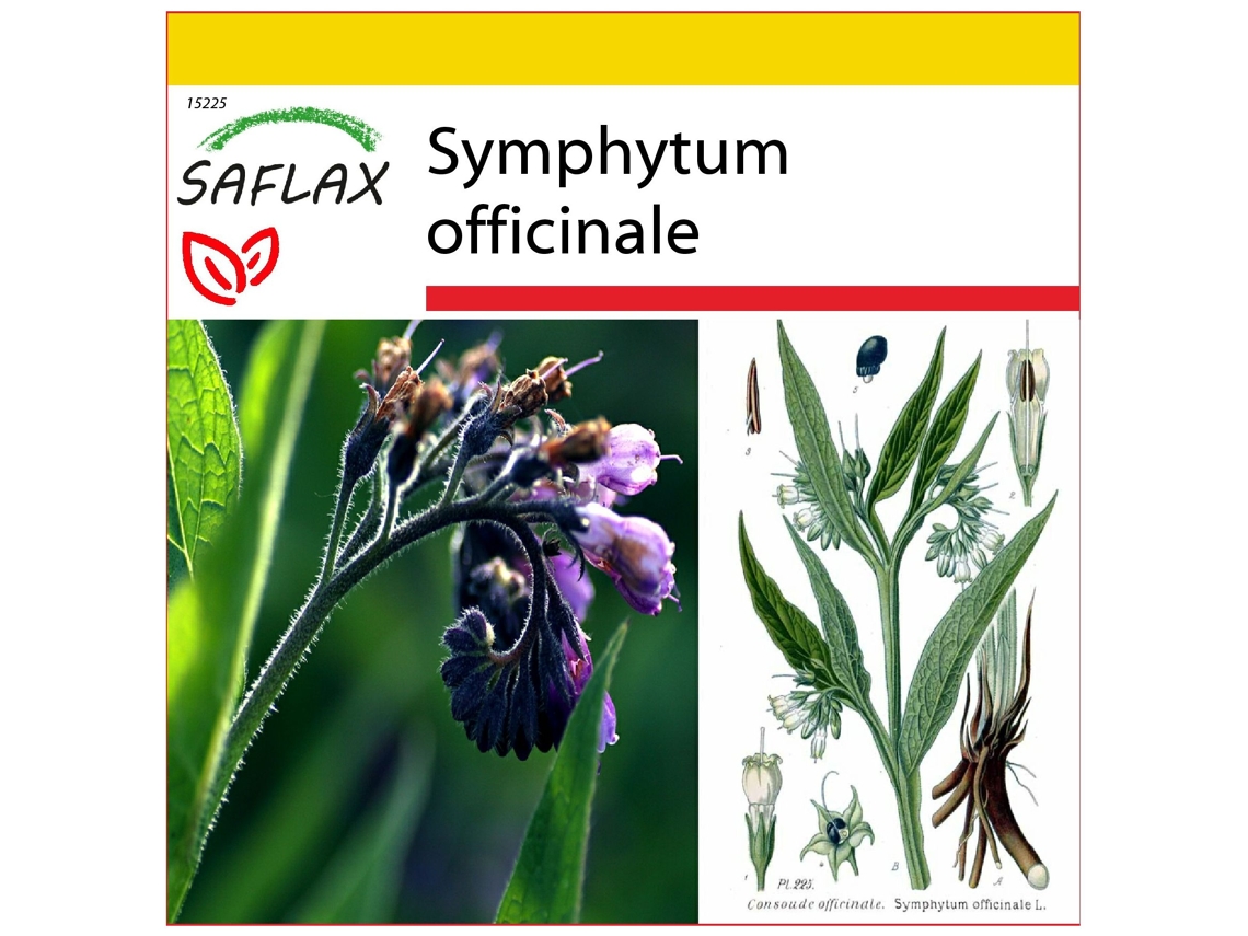 SAFLAX Conjunto de cultivo Consuelda 15 semillas Con mini invernadero, sustrato de cultivo y 2 macetas Symphytum officinale