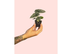 Alocasia Silver Dragon | Planta tropical de interior, exótica y resistente | Pur Plant
