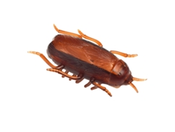 Cucaracha de juguete electrónica de plástico ATS con vibración, batería y alta simulación de una cucaracha falsa.