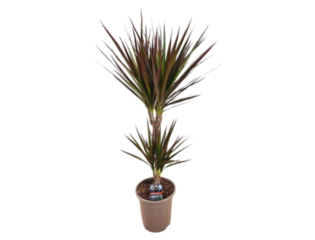 Plantas verdes - PLANT IN A BOX - Dracaena Marginata Magenta - Set de 1 - Maceta 17cm - Altura 70-80cm