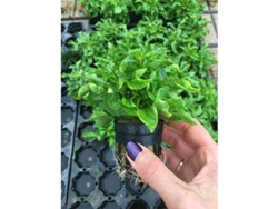 Alternanthera "bettzickiana Aurea"