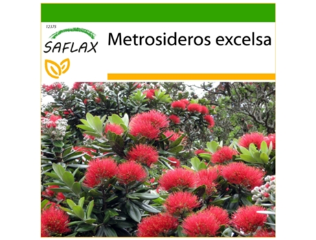 SAFLAX Árbol de hierro 300 semillas Con sustrato de cultivo libre de gérmenes Metrosideros excelsa