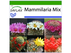 SAFLAX Mezcla mammillaria 40 semillas Con sustrato de cultivo libre de gérmenes Mammilaria Mix