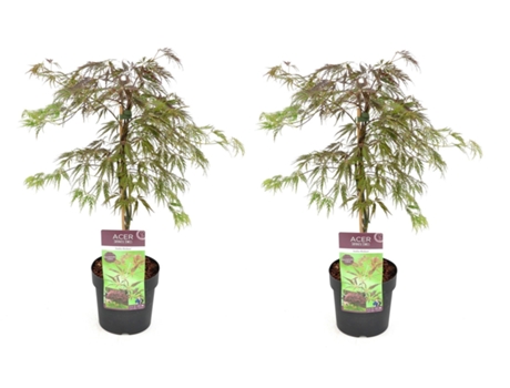 Arces japoneses - PLANT IN A BOX - Acer palmatum 'Inaba-shidare' - Set de 2 - Maceta 13cm - Altura 30-40cm
