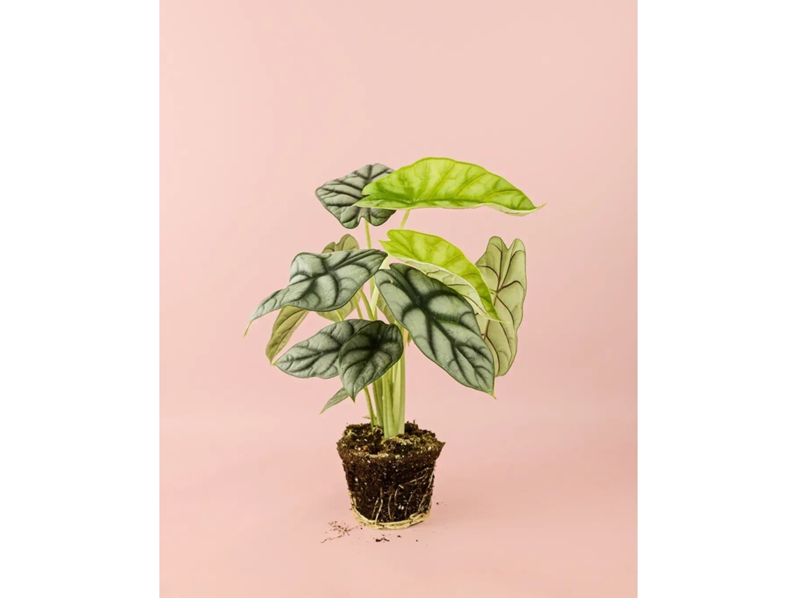 Alocasia Silver Dragon | Planta tropical de interior elegante y resistente | Pur Plant