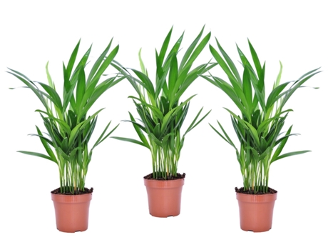 Palmeras - PLANT IN A BOX - Dypsis Lutescens - Set de 3 - Maceta 12cm - Altura 30-45cm