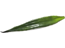 Planta Artificial EUROPALMS Aloe leaf (EVA) (Verde - 60cm)