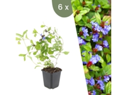 | 6 Plantas De Plumbago | Ceratostigma Plumbaginoides | Cobertura Del Suelo Hardy | Perenes Hardy | Plantas De Jardín Hardy Plants By Frank